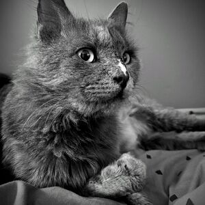 Meet your Posher, Mick